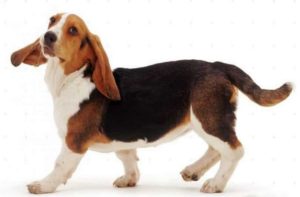preço salsicha tipos de dachshund comprar filhote venda personalidade