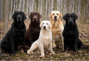 retriever personalidade cachorro preço tipos de características golden retriever cachorro filhote preto