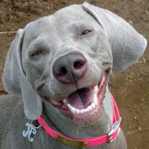 Cachorro sorrindo