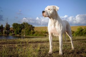 brasil cruzamento breeders cães box