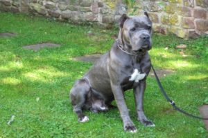 franca bull personal female kennel photo info onde gray breed