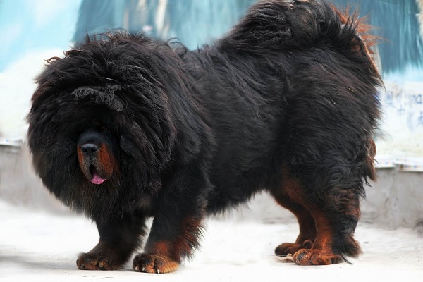 mastim 1 5 milhão cane corso caracteristicas dogue alemão video lox dog pastor briga cão china