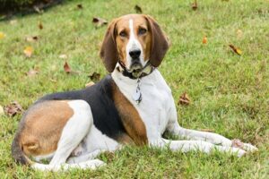 sc pictures lab sale best in show beagle
