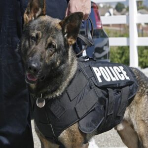 Cachorro Policial