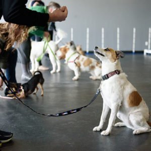Adestramento Canino