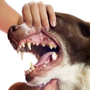 Doença Periodontal Canina