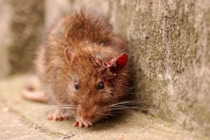 Rato que transmite a doença aos cães
