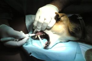 anestesia canina e limpeza de dentes