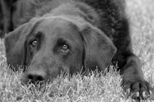 cão triste e abatido em preto e branco