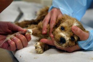 Cachorro em tratamento com soro para parvovirose