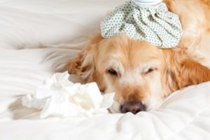 Cachorro doente cansado em repouso na cama