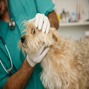 Hepatite Infecciosa Canina