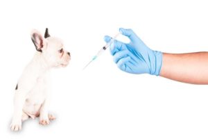 Vacina anti rabica para cachorros prevencao