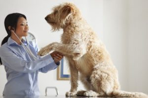 veterinario identificando doença hepatica em cachorro