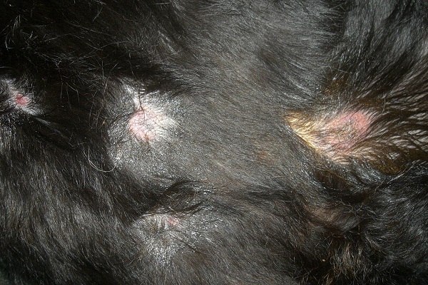 cascas de ferida em cachorro com leishmaniose