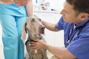 consulta veterinaria canina tratamento e prevencao