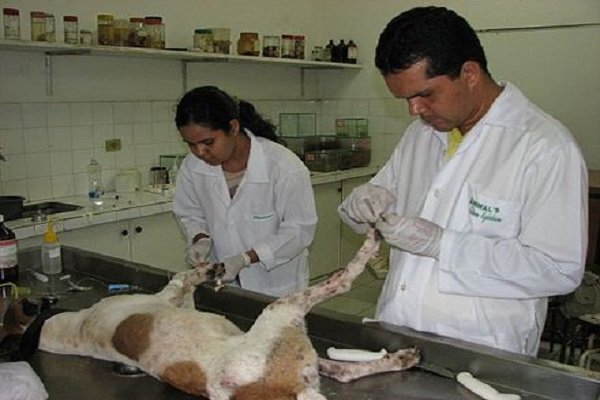 veterinarios cuidando de cachorro doente
