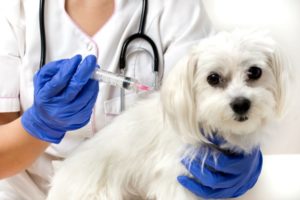 cachorro tomando vacina contra coronavirose