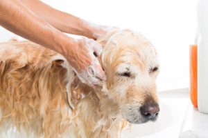 cadela banho shampoo anti carrapatos pulgas