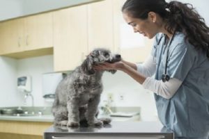veterinária buscando por carrapatos em cão