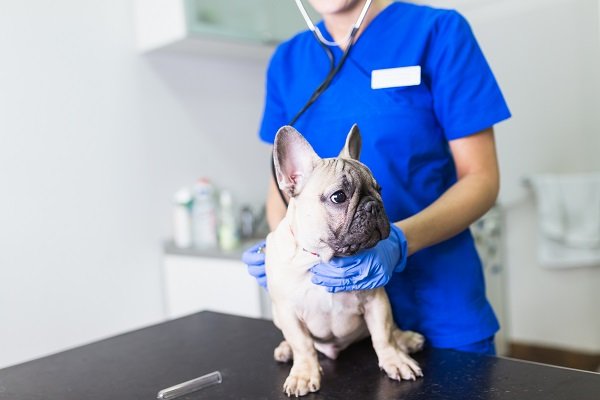veterinário examinando cão com a doença
