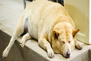 Cachorro obeso sedentario com diabetes