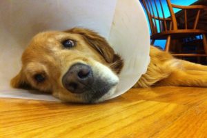 cachorro com cone como tratar coceira de ouvido