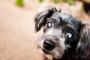 diabetes canina causa problemas de cegueira