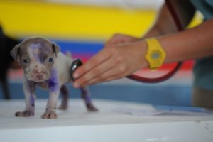 filhote sendo examinado por veterinario