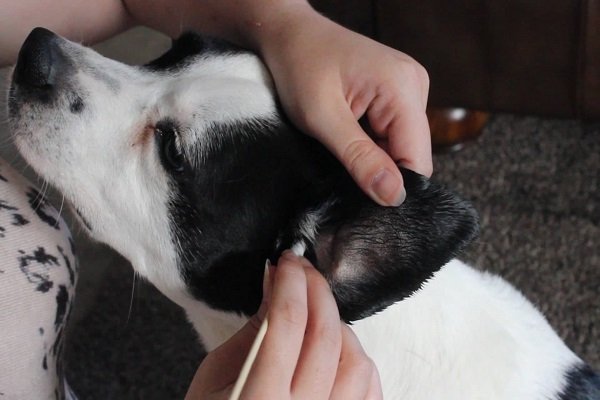 tratamento e prevencao de otite canina