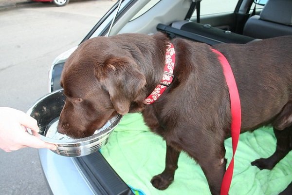cachorro bebendo água para combater insuficiência renal