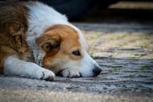 cachorro triste deitado com sintomas de osteossarcoma