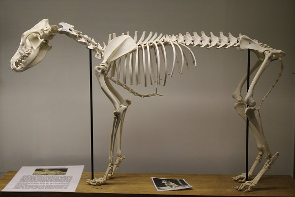 esqueleto canino para estudo de casos e detecção de anomalias