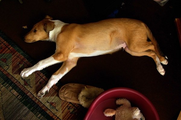 pseudociese em cadela deitada vigiando seu toy