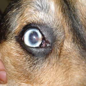 Úlcera de Córnea Canina