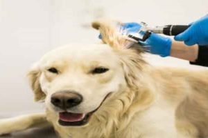 cachorro com veterinario cuidando da orelha