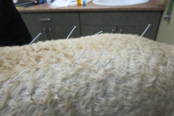 cachorro em tratamento com acupuntura