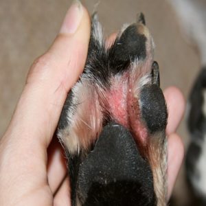 dermatite atópica atopia canina